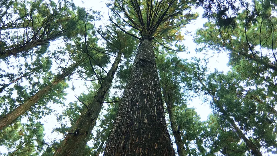とちぎの森林の風景