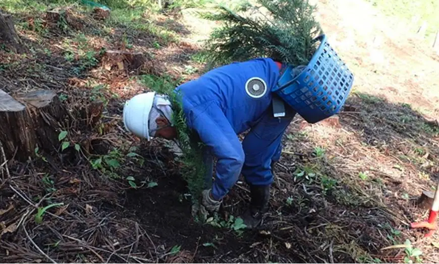 【写真】植栽作業の様子（那須町）