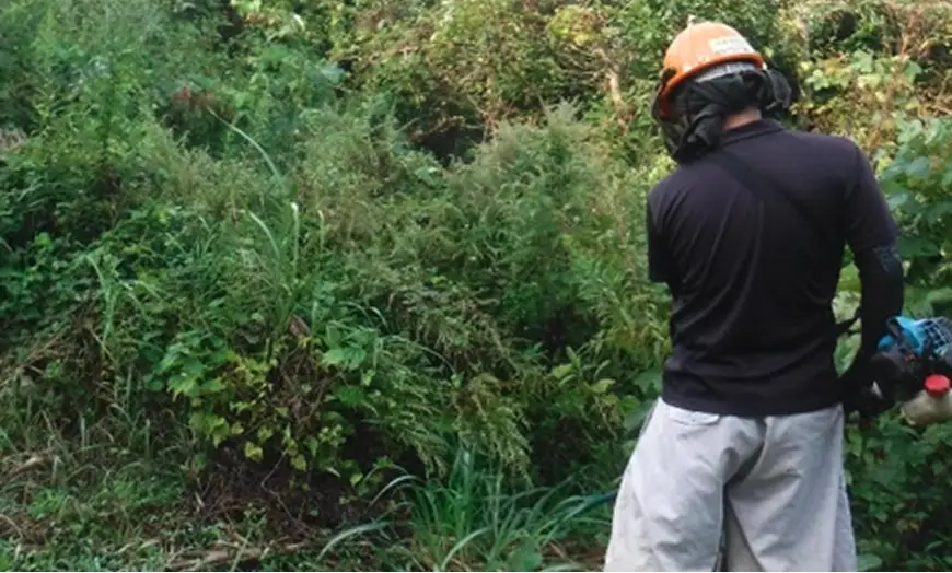 【写真】下刈り作業の様子（茂木町）