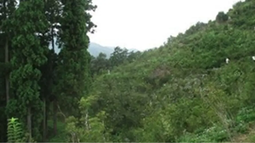 【写真】里山林整備の事例（鹿沼市 城山を守る会）