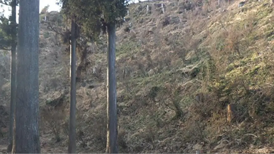 【写真】里山林整備後の様子（鹿沼市）