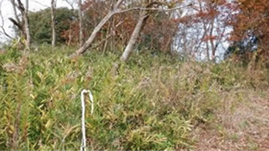 【写真】獣害被害軽減のための整備前（茂木町 小山地区）