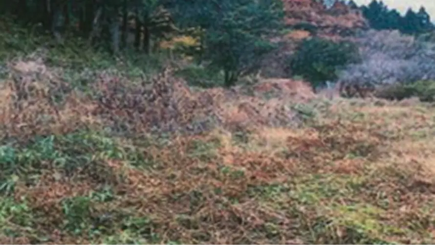 【写真】獣害被害軽減のための整備前（佐野市 長谷場町）
