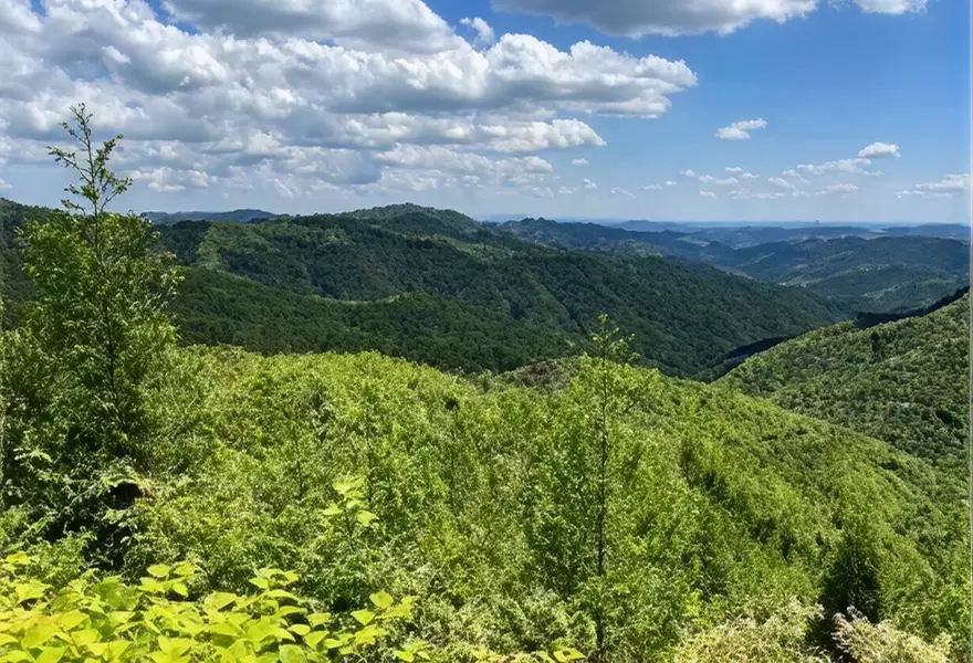 【写真】皆伐後に植林された森林の様子