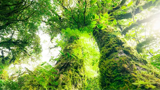 【イメージ写真】炭素固定効果（森林）
