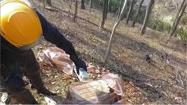 【写真】ナラ枯れ被害木の伐倒くん蒸作業