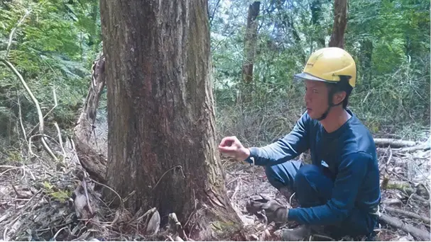 【写真】ナラ枯れ被害木の立木くん蒸作業