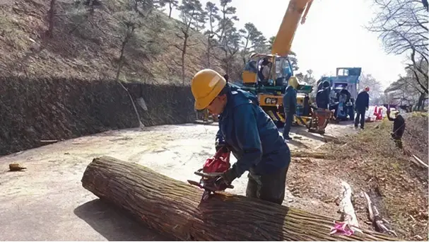 【写真】伐倒搬出処理作業の様子