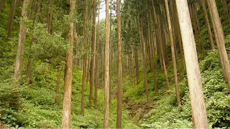 【写真】整備が必要な森林の様子