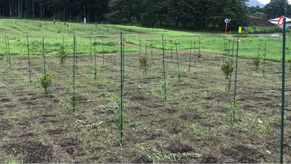 【写真】林業センターのエリートツリー採種園
