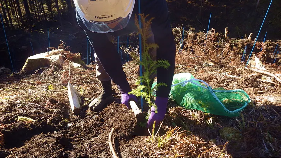 伐採後の山の斜面に、次世代の森となる小さな苗木が整然と植えられている再造林の風景