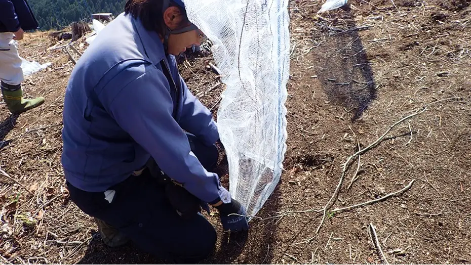 植えたばかりの苗木をシカなどの食害から守るため、一本一本に白い筒状の獣害防止カバー（ツリーシェルター）が設置されている様子