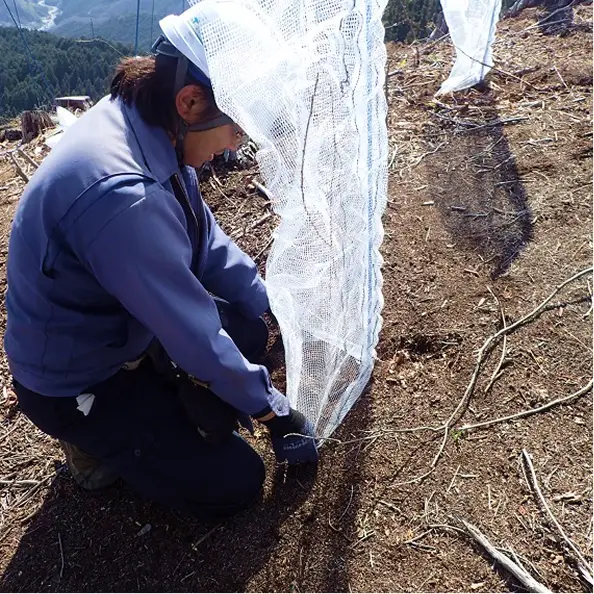 次世代のための森づくり：植えたばかりの苗木をシカなどの食害から守るため、一本ずつ手作業で保護ネットを設置している様子
