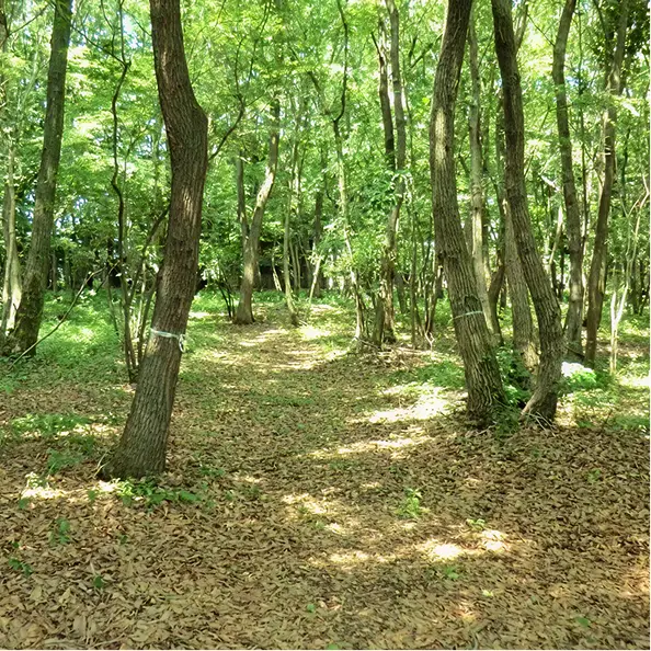 身近な自然を守り活かす：木漏れ日が差し込む、手入れが行き届いた明るく美しい広葉樹の里山林