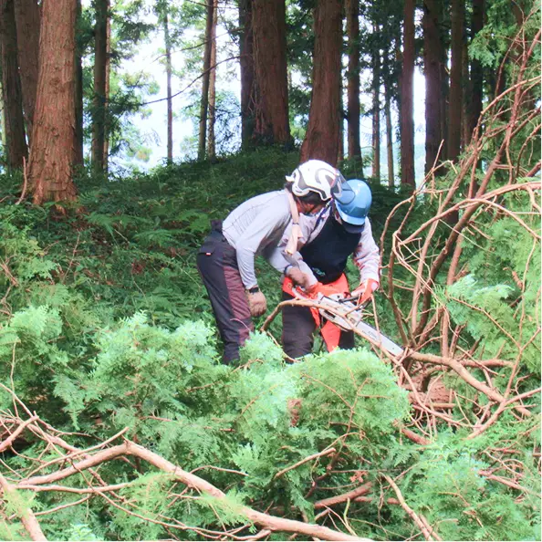 森づくりを応援する：ヘルメットと安全装備を身に着け、チェーンソーを使って倒木の処理や林内整備を行っている様子