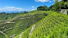 とちぎの元気な森づくり基金