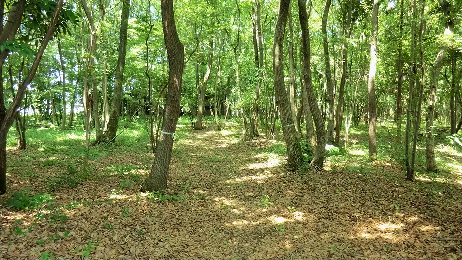 整備後：不用な木や下草がきれいに刈り払われ、林内に光が差し込み明るく見通しが良くなった里山林の様子