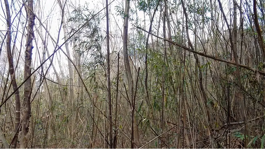 整備前：手入れがされず草木が生い茂り、藪化して林内が暗く見通しが悪くなっている里山林の様子