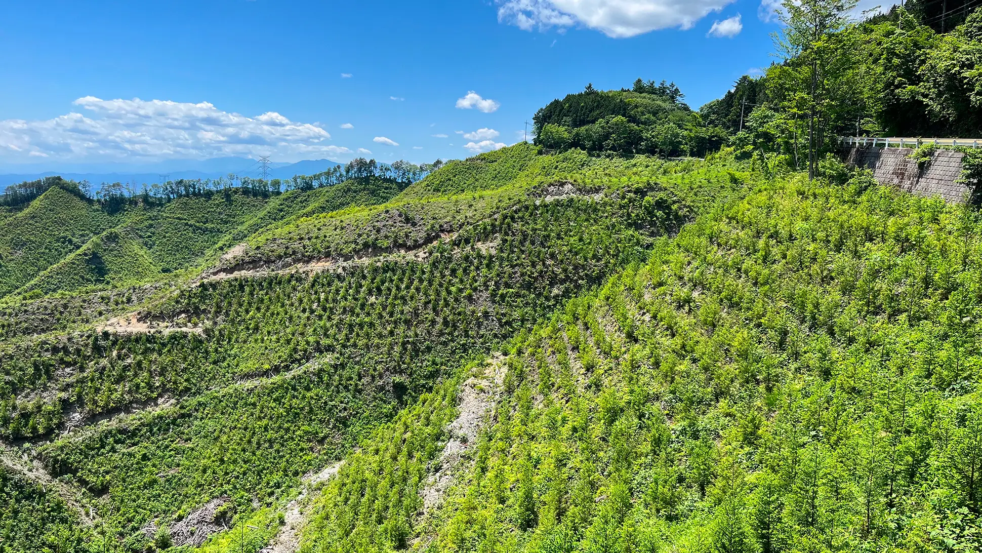 【写真】植えた木が太陽の光で生育している風景