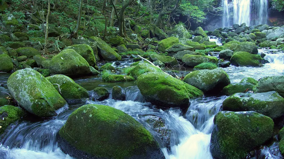 苔むした岩の間を白く泡立ちながら流れる、清らかな森の渓流と奥に見える滝