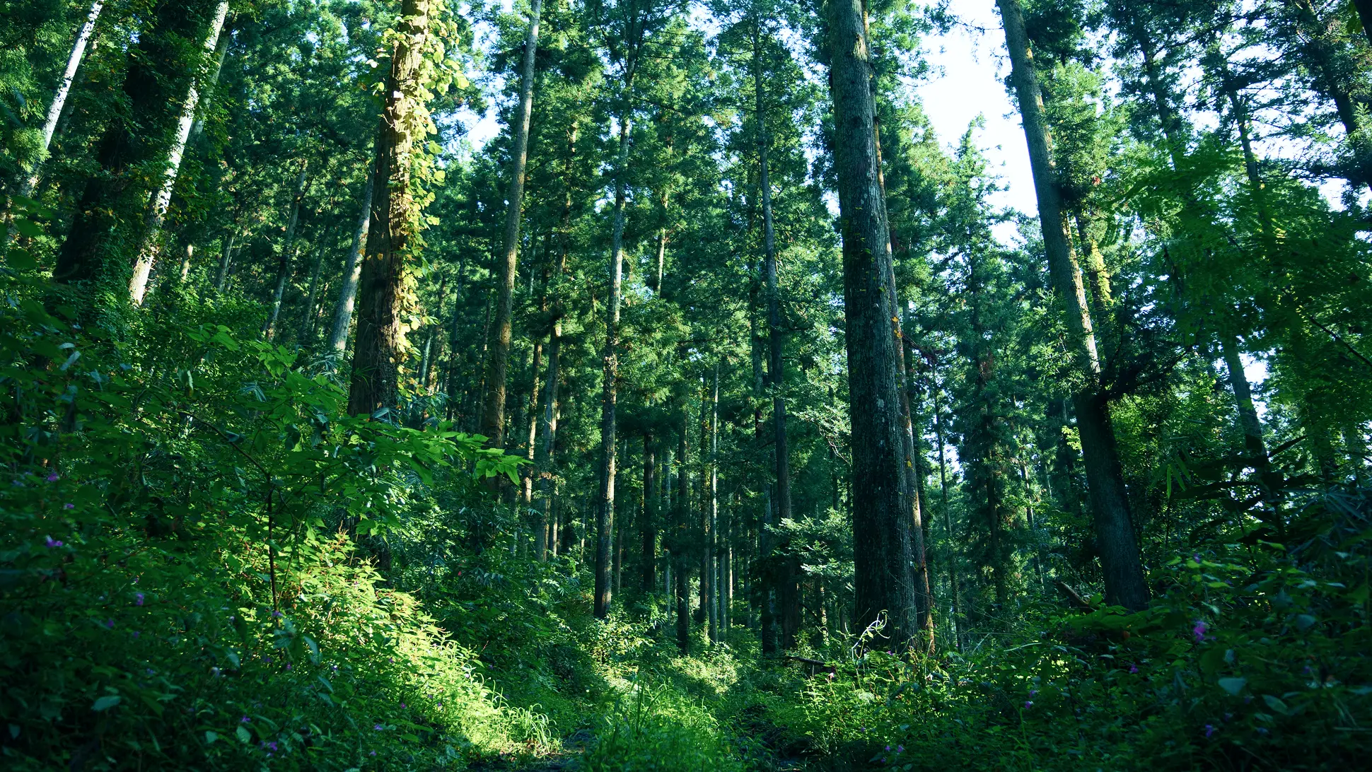まっすぐに伸びる太いスギやヒノキの木立と、緑豊かな下草が広がる手入れの行き届いた人工林