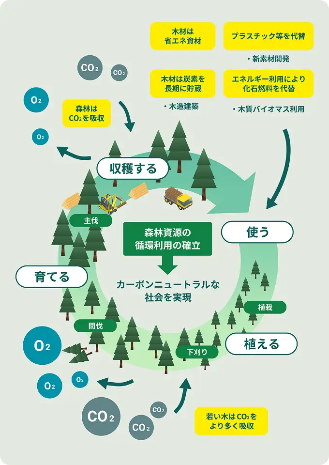 森林資源の循環利用サイクル図。「植える」「育てる」「収穫する」「使う」のサイクルを回すことで、カーボンニュートラルな社会を実現する仕組みを解説したイラスト