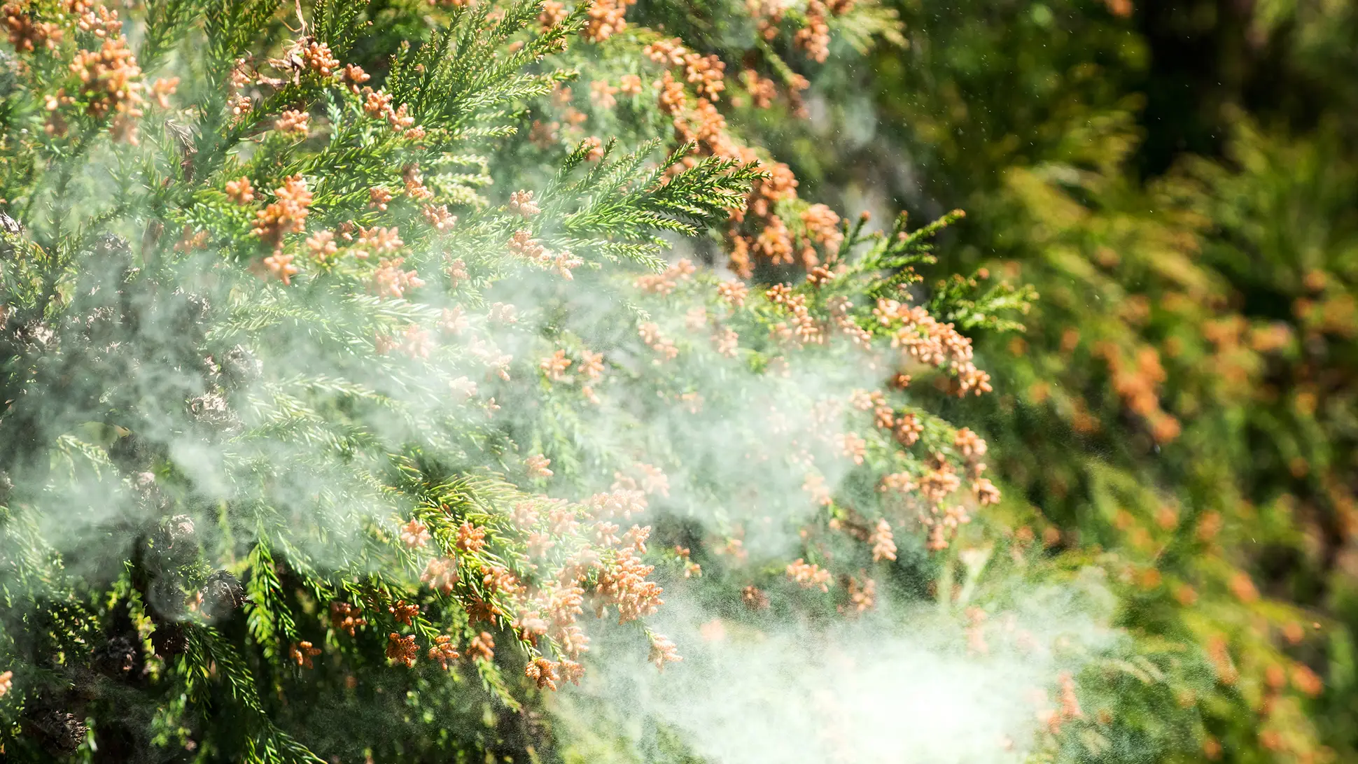 杉の木に付いた雄花から花粉が放出されている様子。花粉が白く煙のように見える。