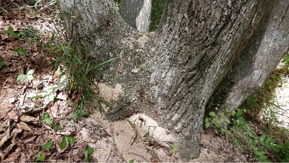 【写真】ナラ枯れ被害で根元に堆積したフラス（木くず）