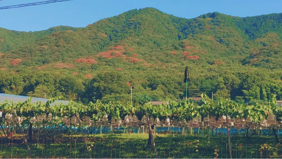 【写真】ナラ枯れで葉が赤褐色に変色した樹木の遠景