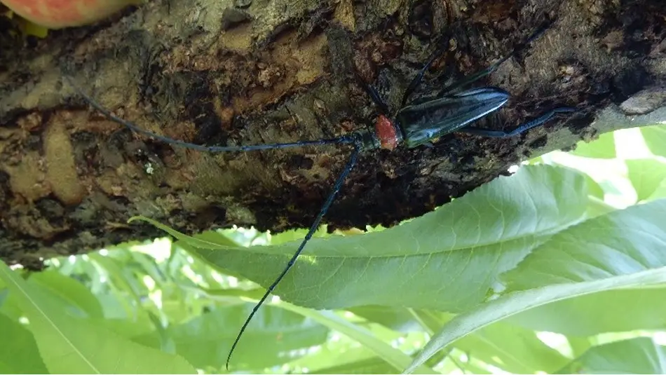 【写真】特定外来生物クビアカツヤカミキリの成虫