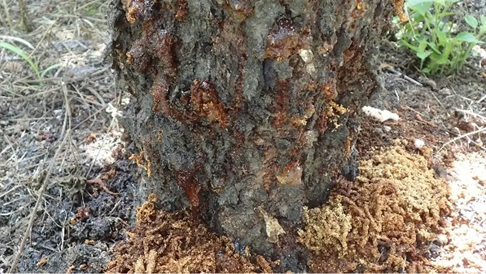 【写真】クビアカツヤカミキリの幼虫によるフラスと樹液