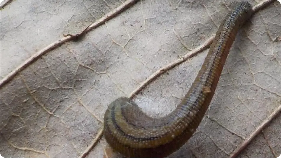 【写真】落ち葉の上を移動する吸血性ヒルのヤマビル