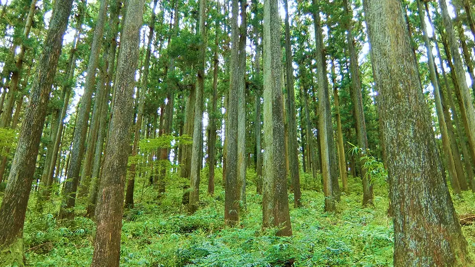 まっすぐに伸びるスギやヒノキの木立が美しい、手入れの行き届いた人工林の風景