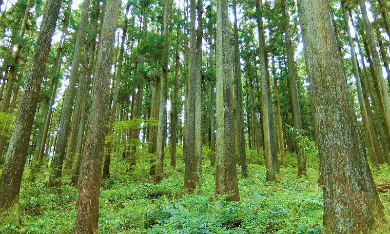 Contents 01 とちぎの森林の現状と課題