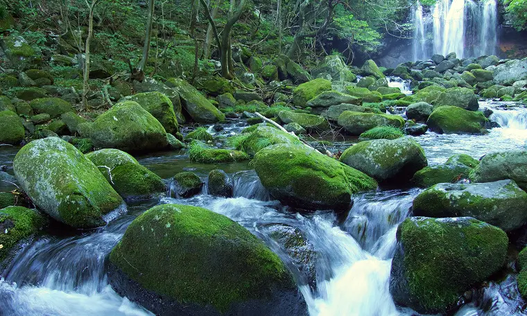 Contents 02 森林のチカラ