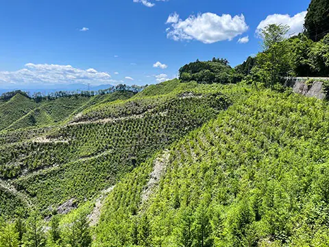 森づくり基金によって守り育てられている、青空の下に広がる豊かな緑の山々のパノラマ風景