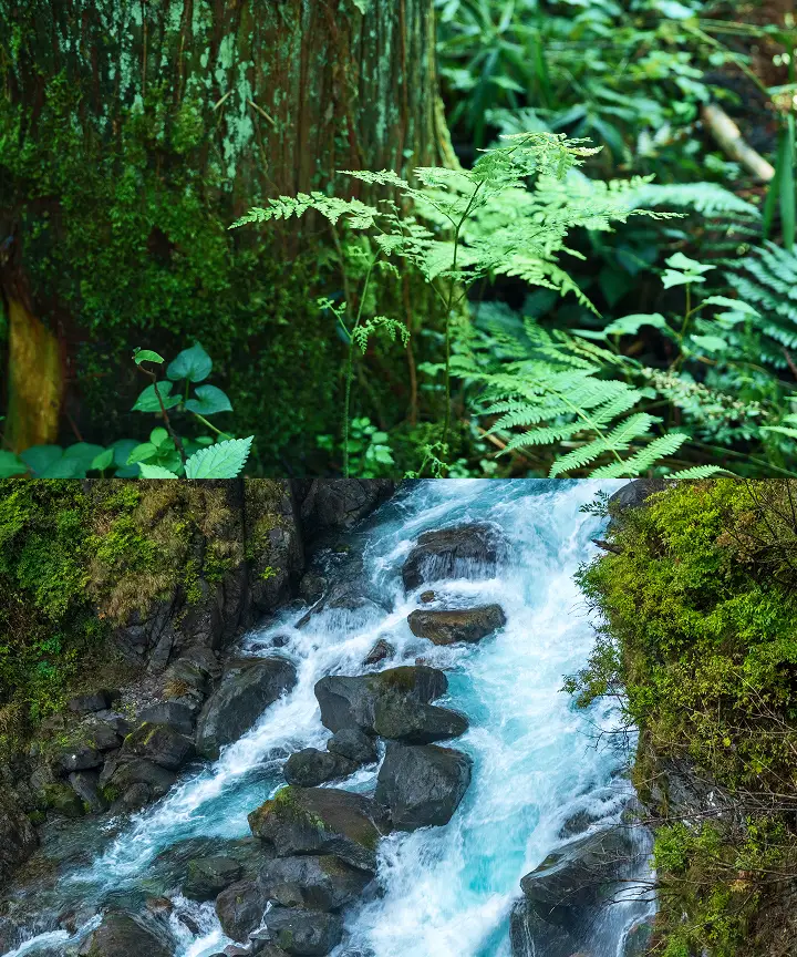 苔むした木の間のシダ植物