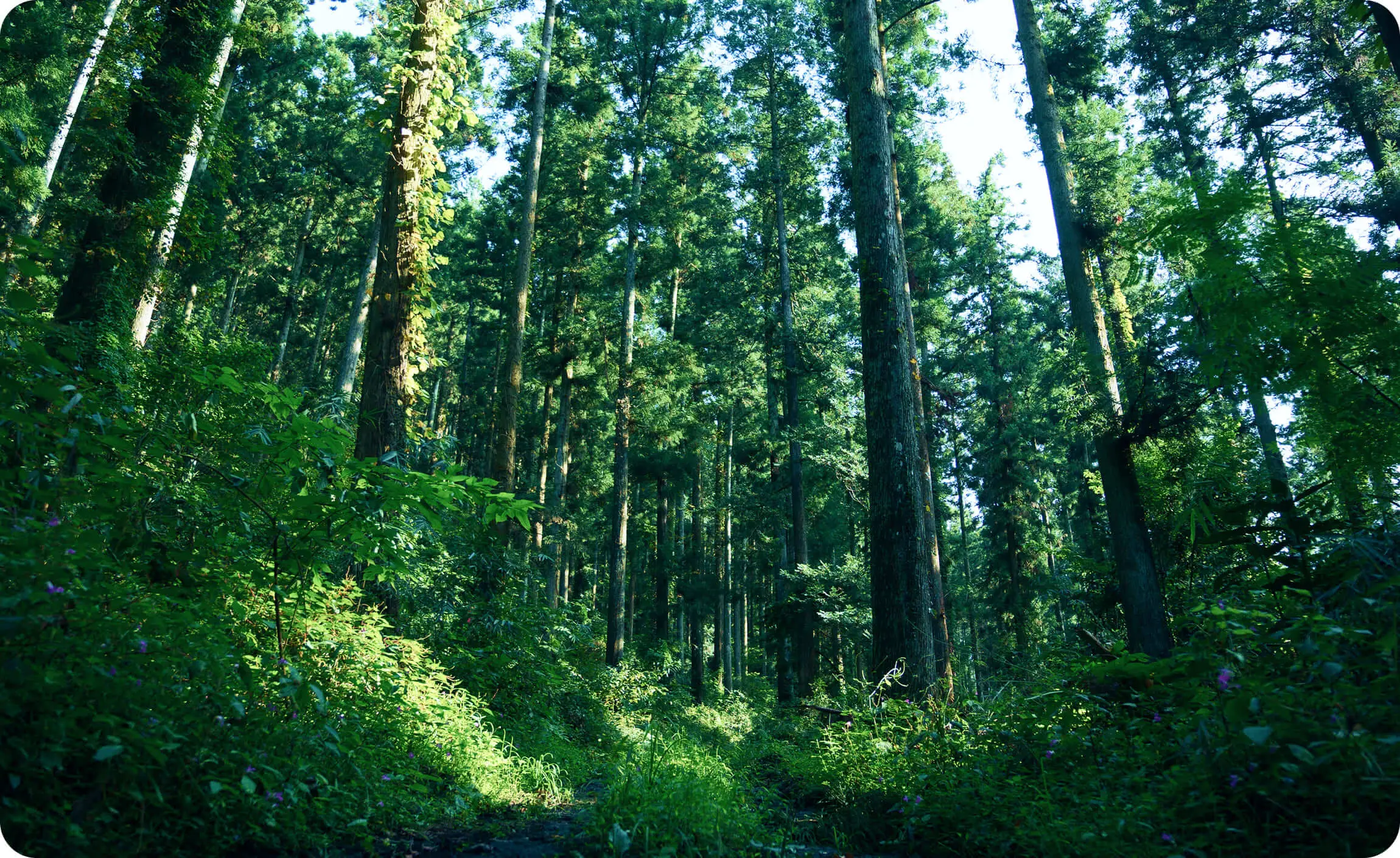木漏れ日が優しく差し込む、手入れの行き届いた杉やヒノキの静かな森