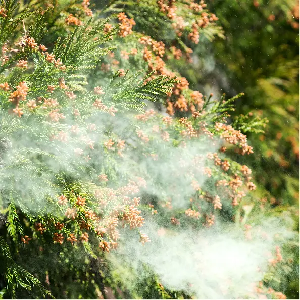 スギ林から花粉が飛散している様子（花粉発生源対策）