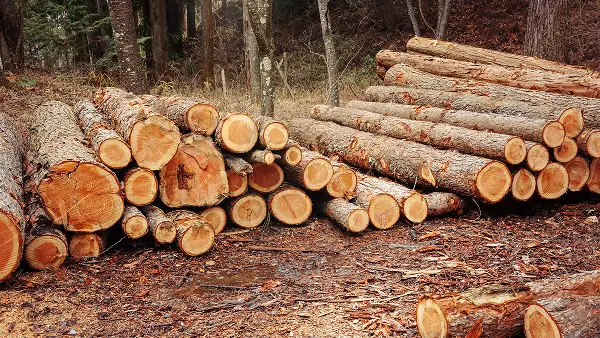 切り出された丸太が積み上げられている様子（県産材の活用）