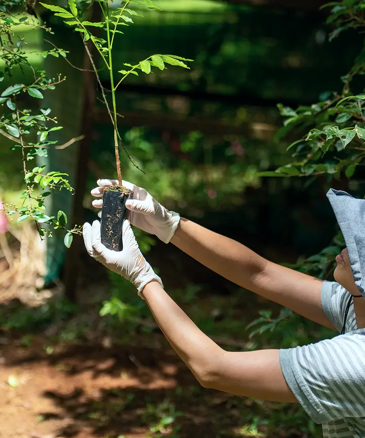 【写真】人の手によって、丁寧に苗木を植えている様子