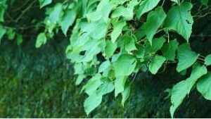 「令和７年度とちぎ地域・森づくりフォーラム」参加者募集中！